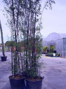 Bamboo Nigra Small